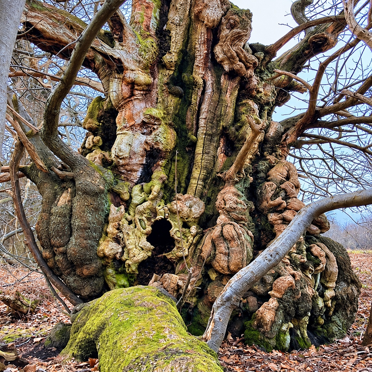 Ancient tree with a moss-covered trunk and large knotted burls