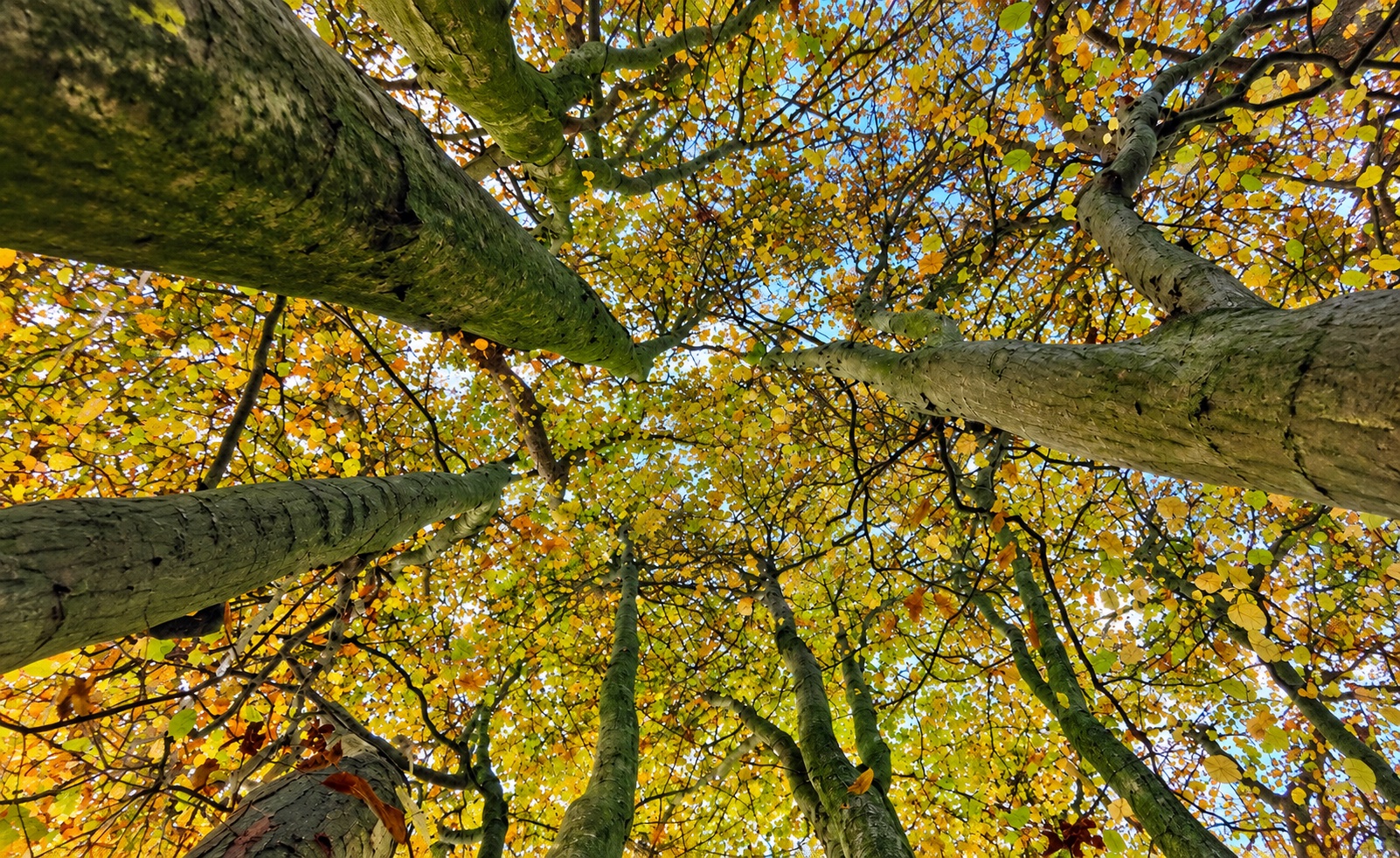 Looking up through woodland treetops with yellow autumn leaves