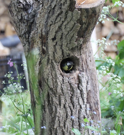 Bird peeking out of a cavity in a tree trunk
