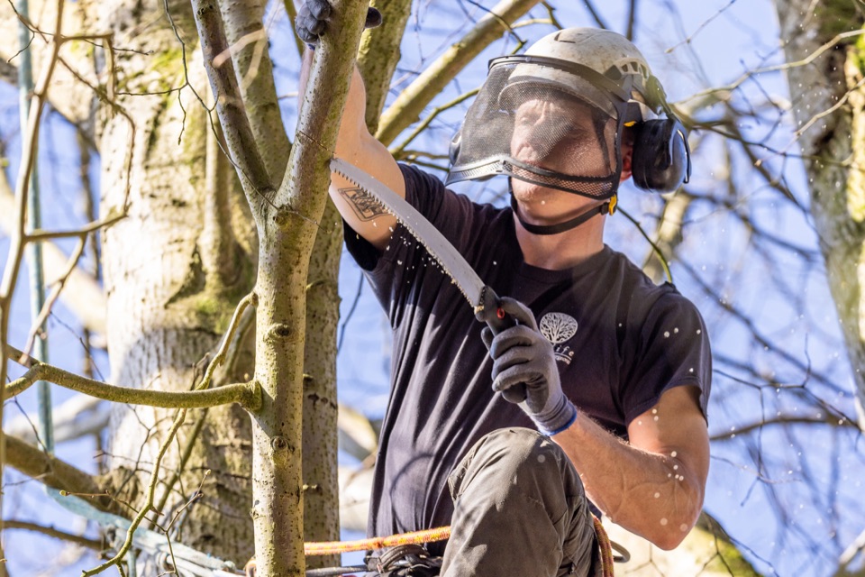 Tree specialist pruning branches