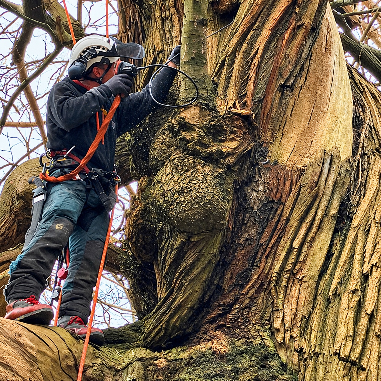 Arborist using specialist equipment while secured by ropes in a veteran tree