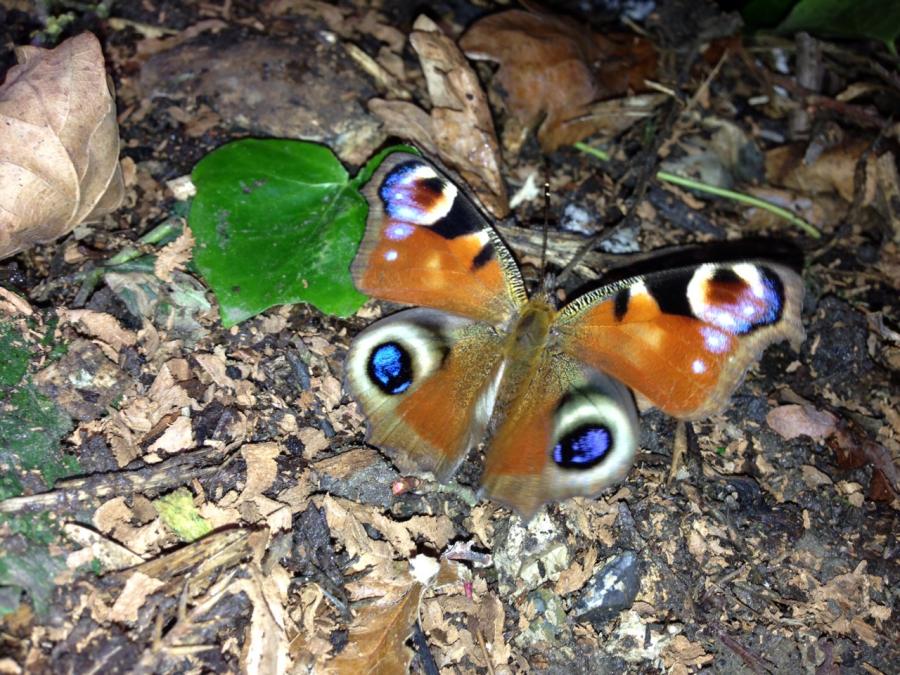 peacock-butterfly.jpg